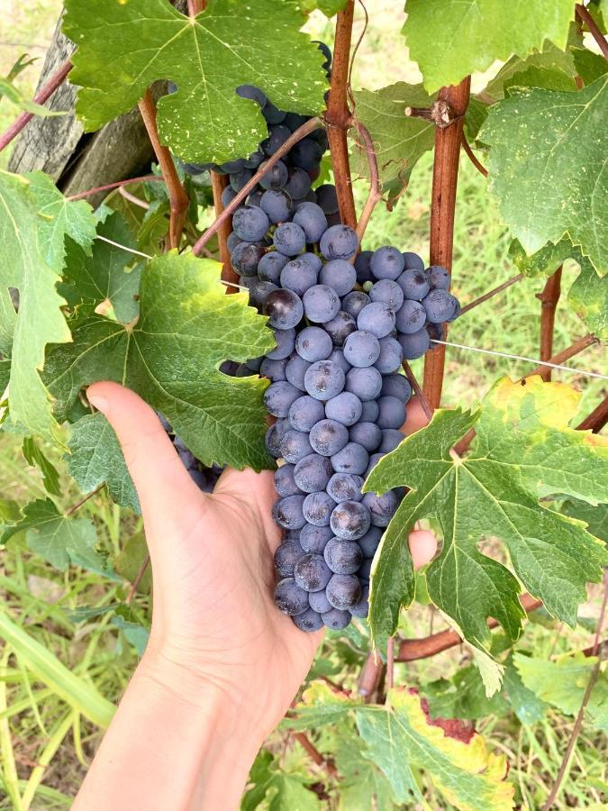 Agricola Domus Διαμέρισμα Barolo Εξωτερικό φωτογραφία